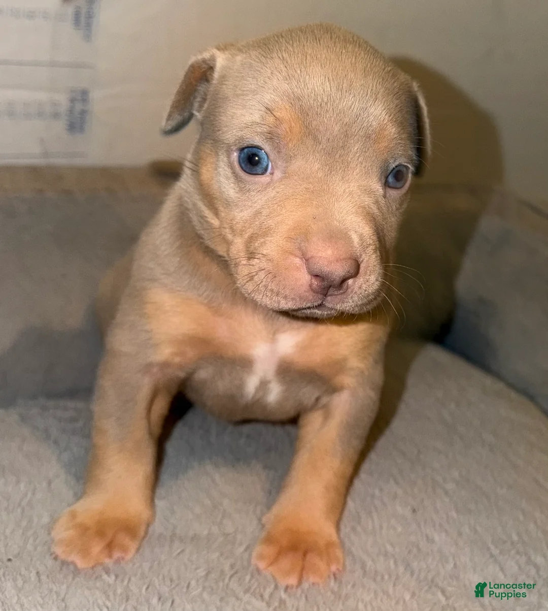 American Bully dogs for sale: Mable - Ad 2