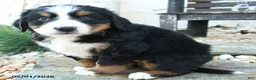 Bernese Mountain Dog dogs for sale: Lilly - Ad 2