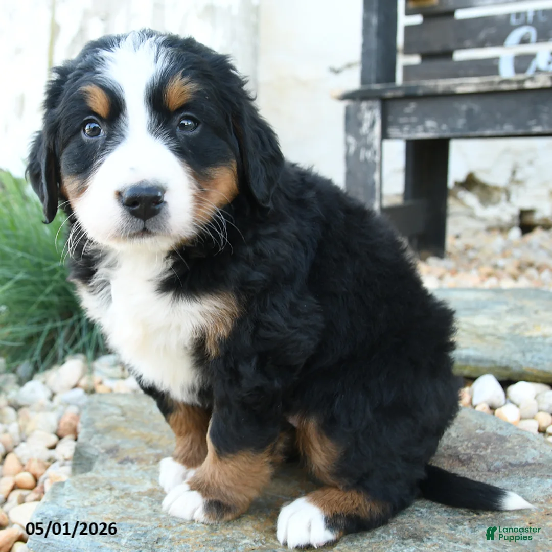 Bernese Mountain Dog dogs for sale: Lilly - Ad 2