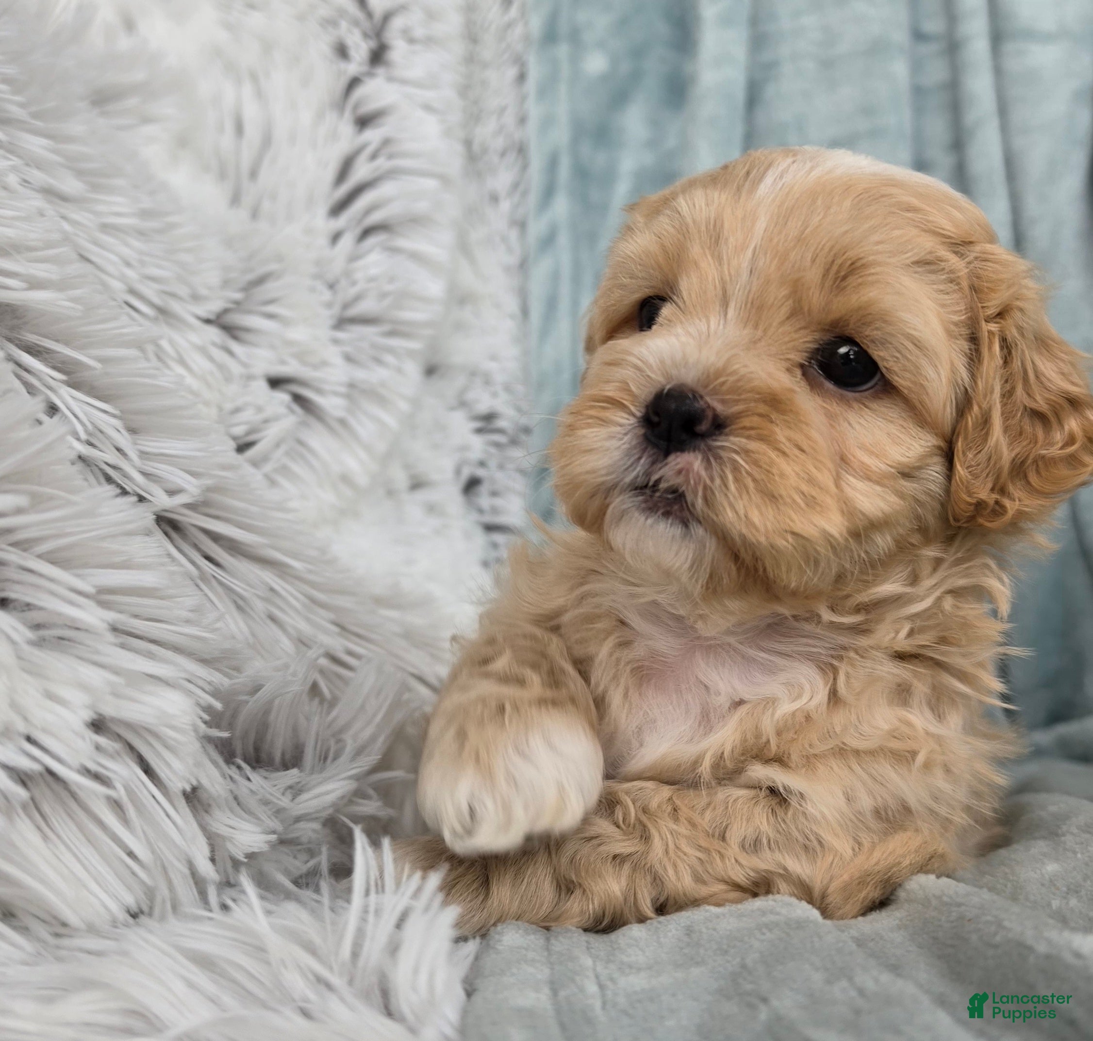 Shihpoo dogs Biscuit - Ad 2