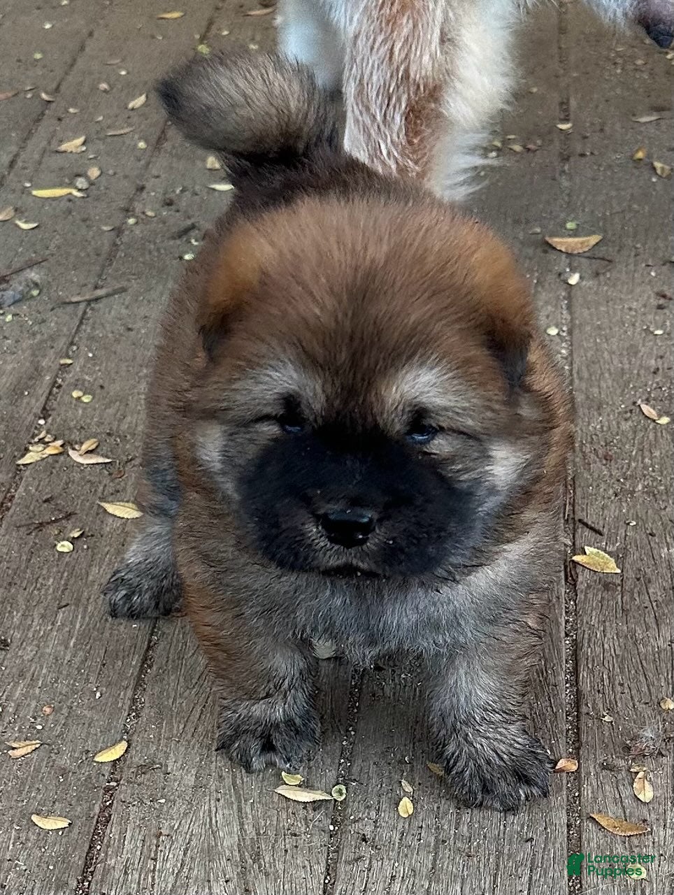 Chow Chow dogs for sale: The Lioness FEMALE - Ad 1