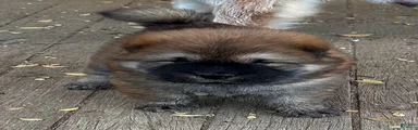 The Lioness FEMALE