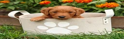 Goldendoodle dogs for sale: Cinnamon - Ad 15