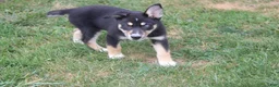 Mixed Breed dogs for sale: Dahlia  - Ad 7