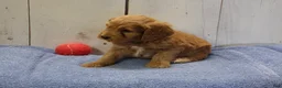 Cockapoo dogs for sale: Barney - Ad 2