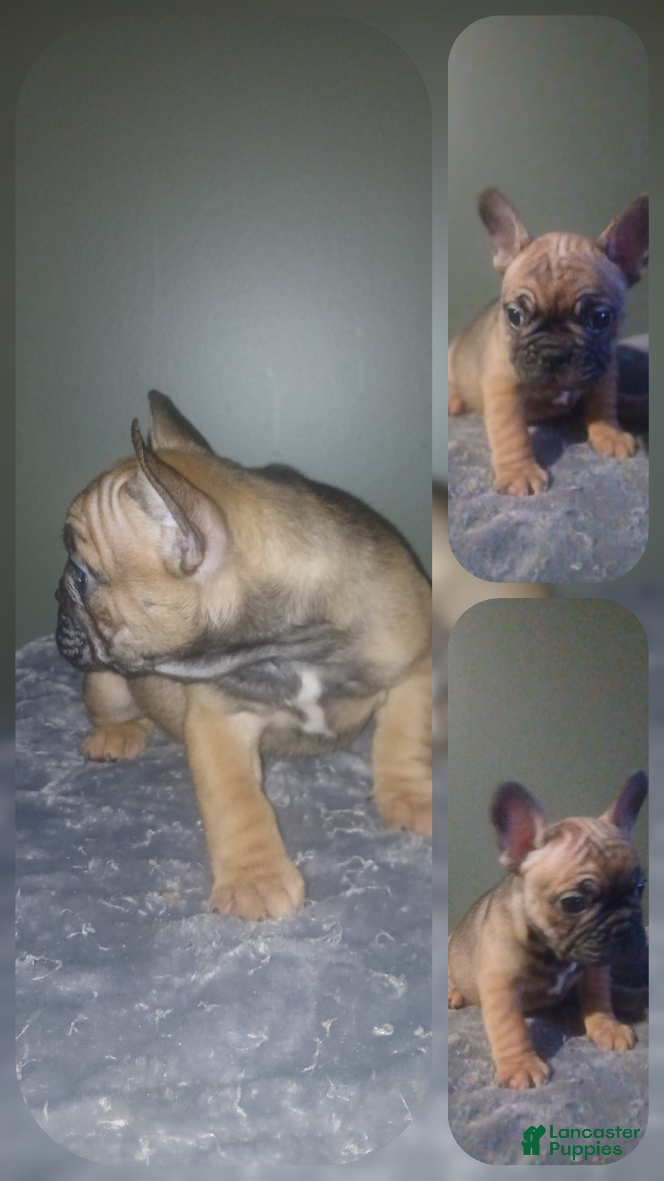 French Bulldog dogs French Bulldog Puppy 1 - Ad 1