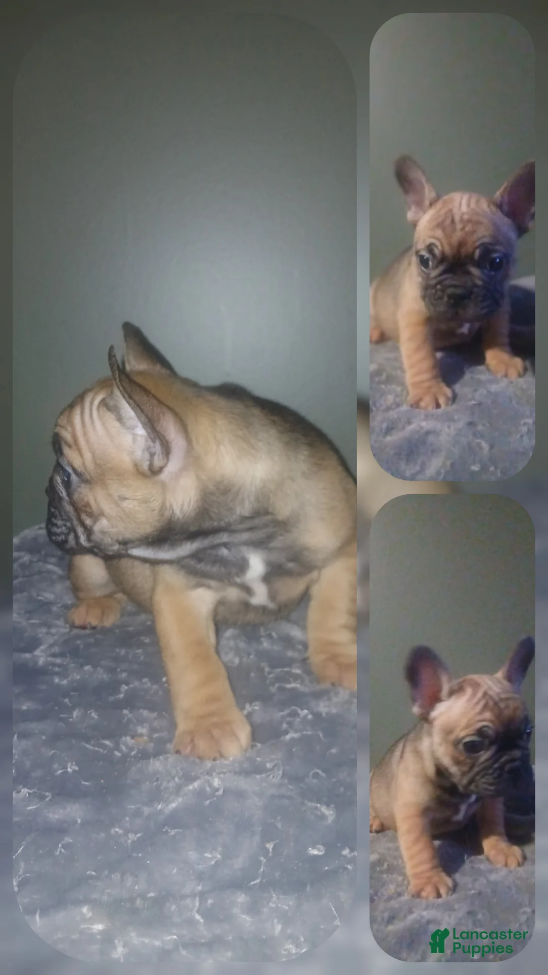French Bulldog dogs for sale: French Bulldog Puppy 1 - Ad 1