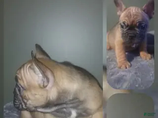 French Bulldog dogs French Bulldog Puppy 1 - Ad 1