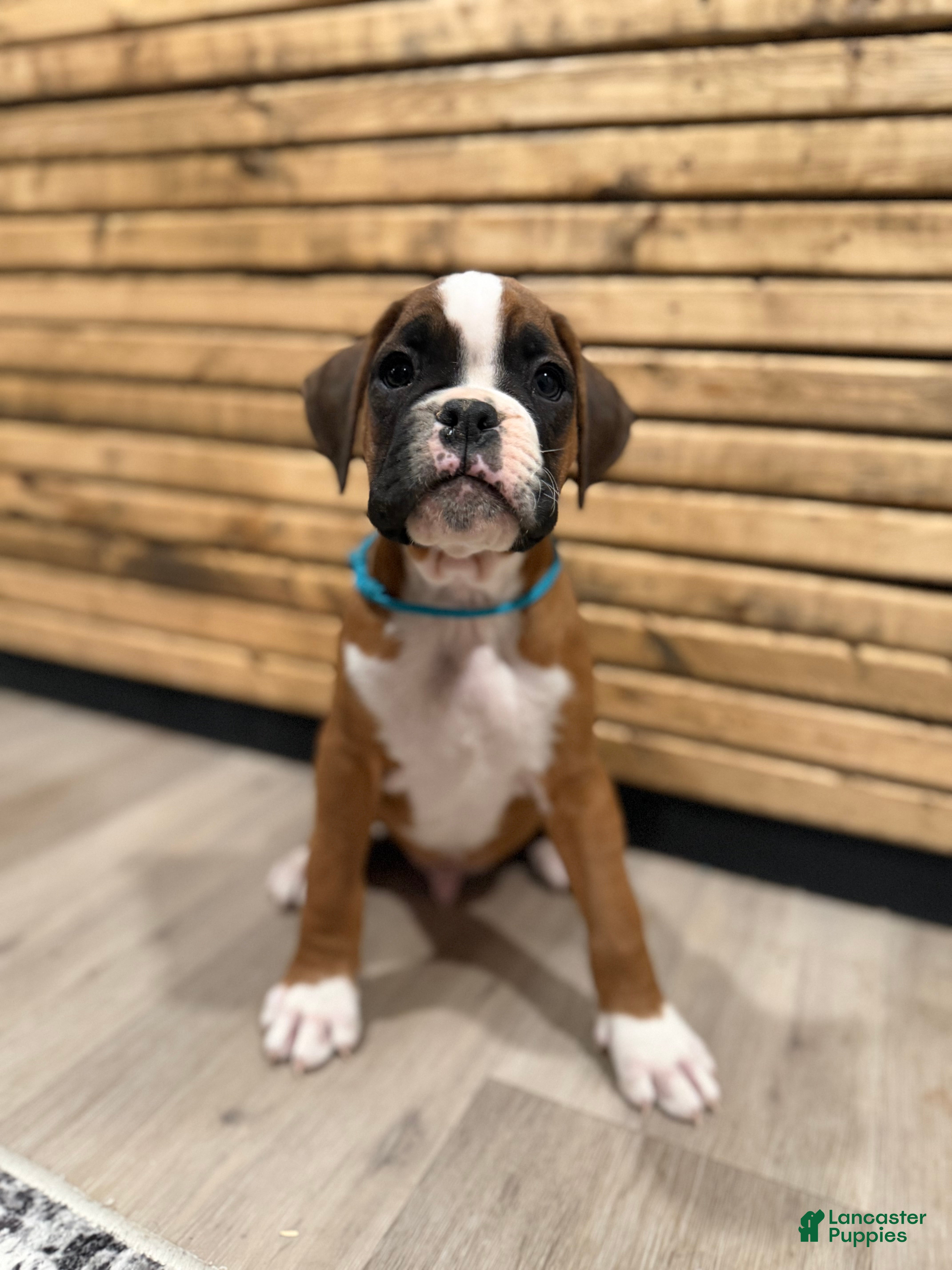 Boxer dogs Max - Ad 41