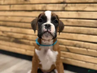 Boxer dogs Max - Ad 41