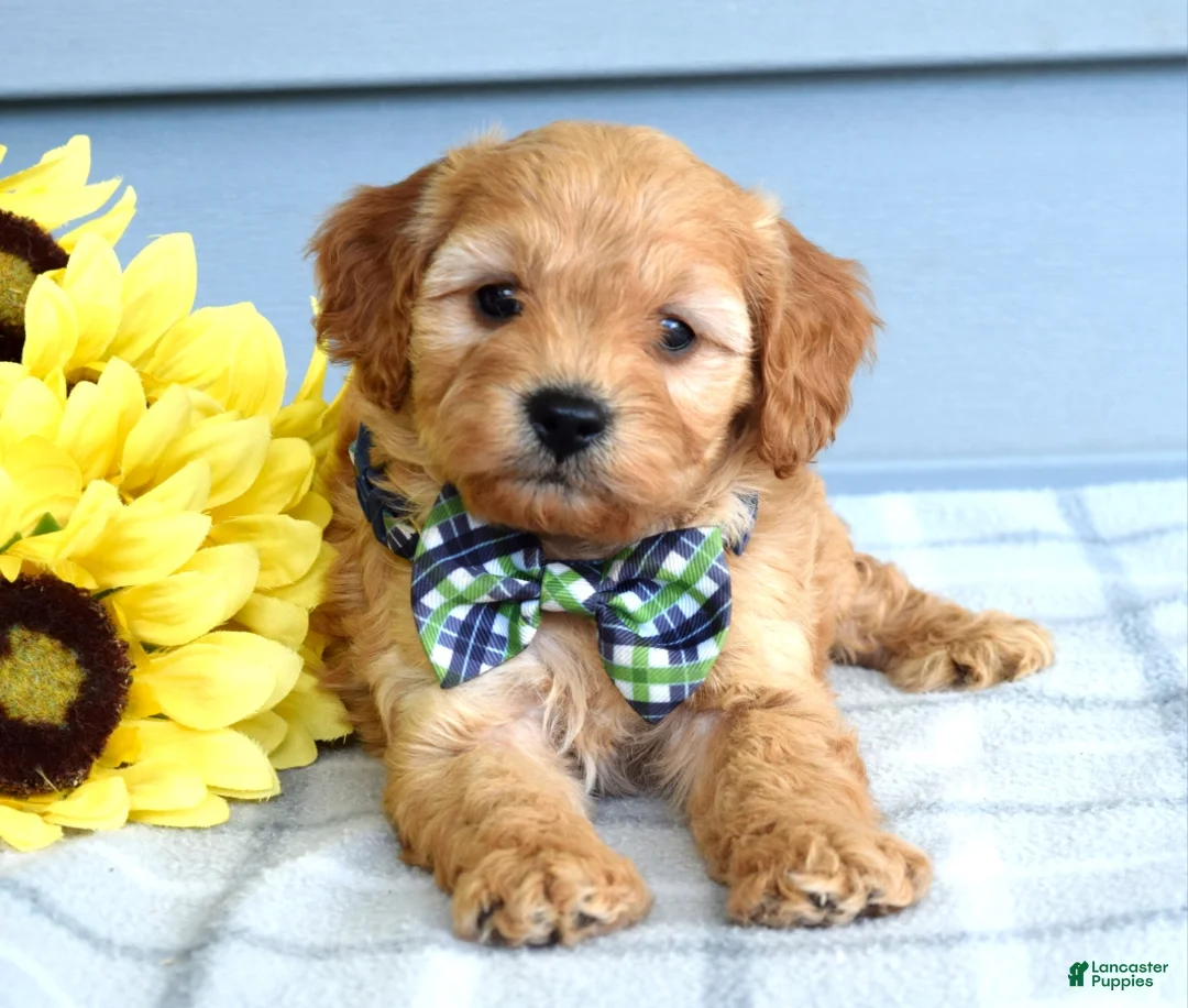 Cavapoo dogs for sale: Conner  - Ad 2