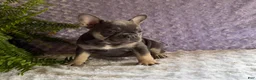 French Bulldog dogs for sale: Penny - Ad 5