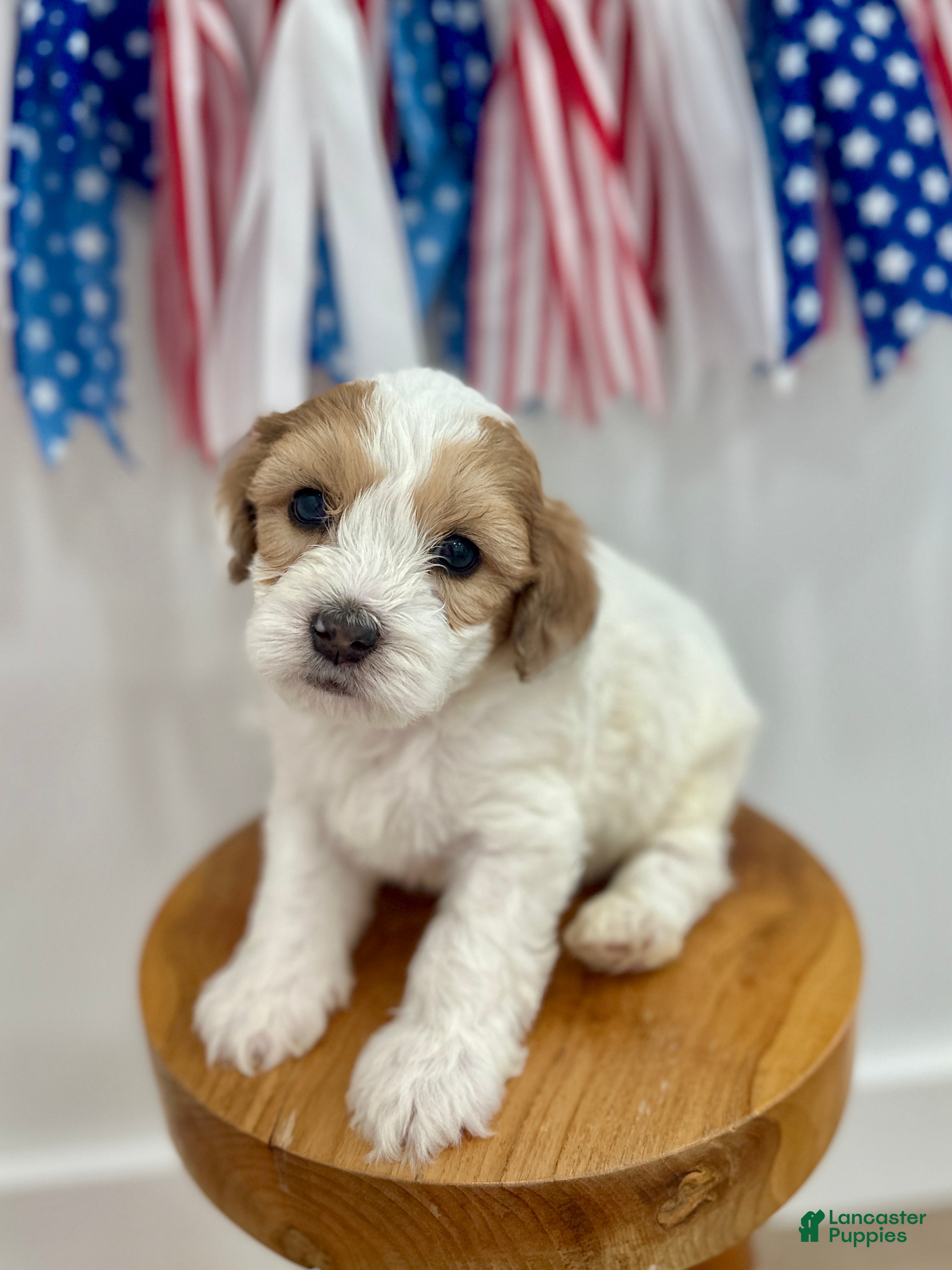 Mini Aussiedoodle dogs Leo - Ad 1