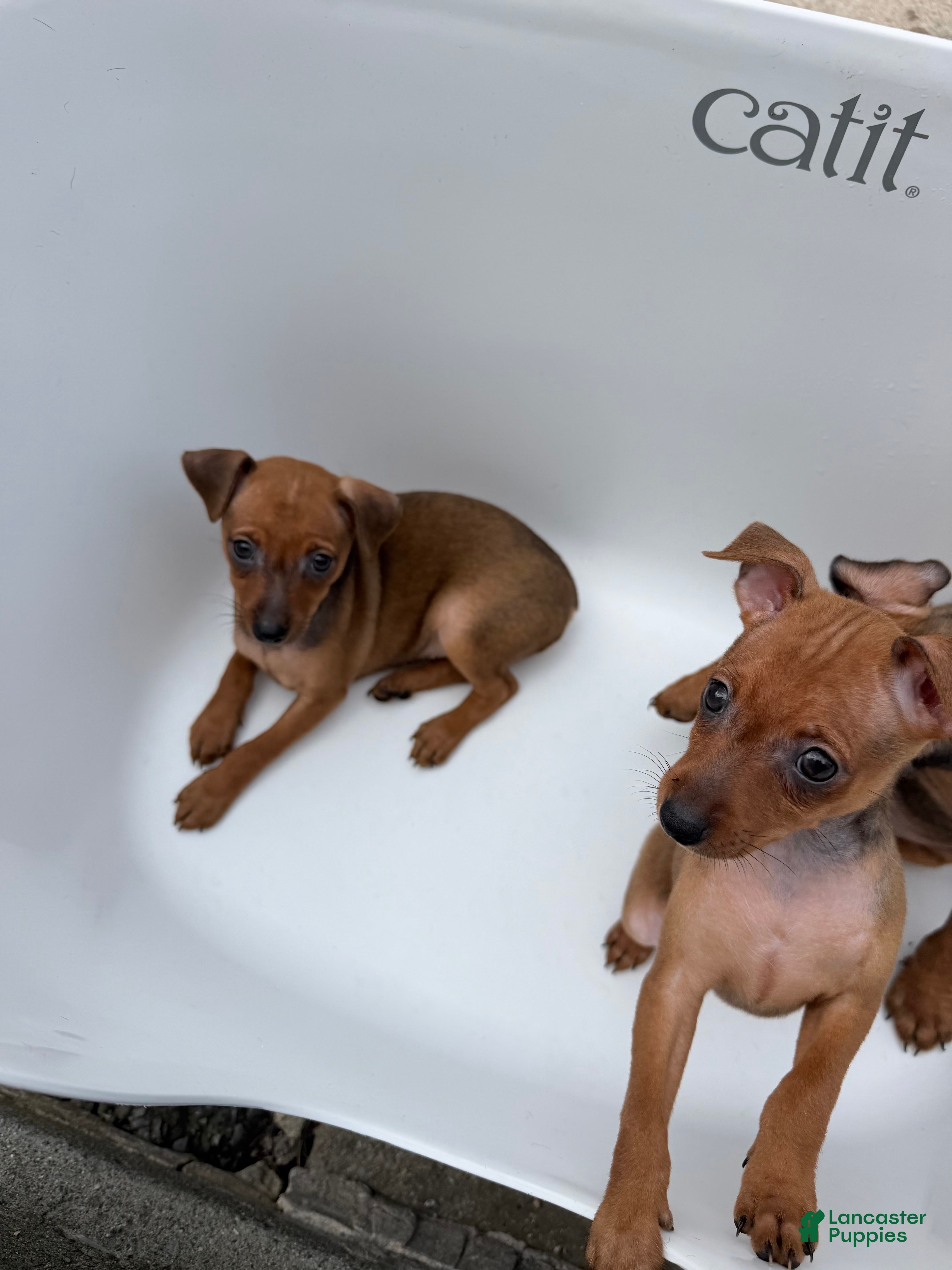 Miniature Pinscher dogs Miniature Pinscher 2 - Ad 22
