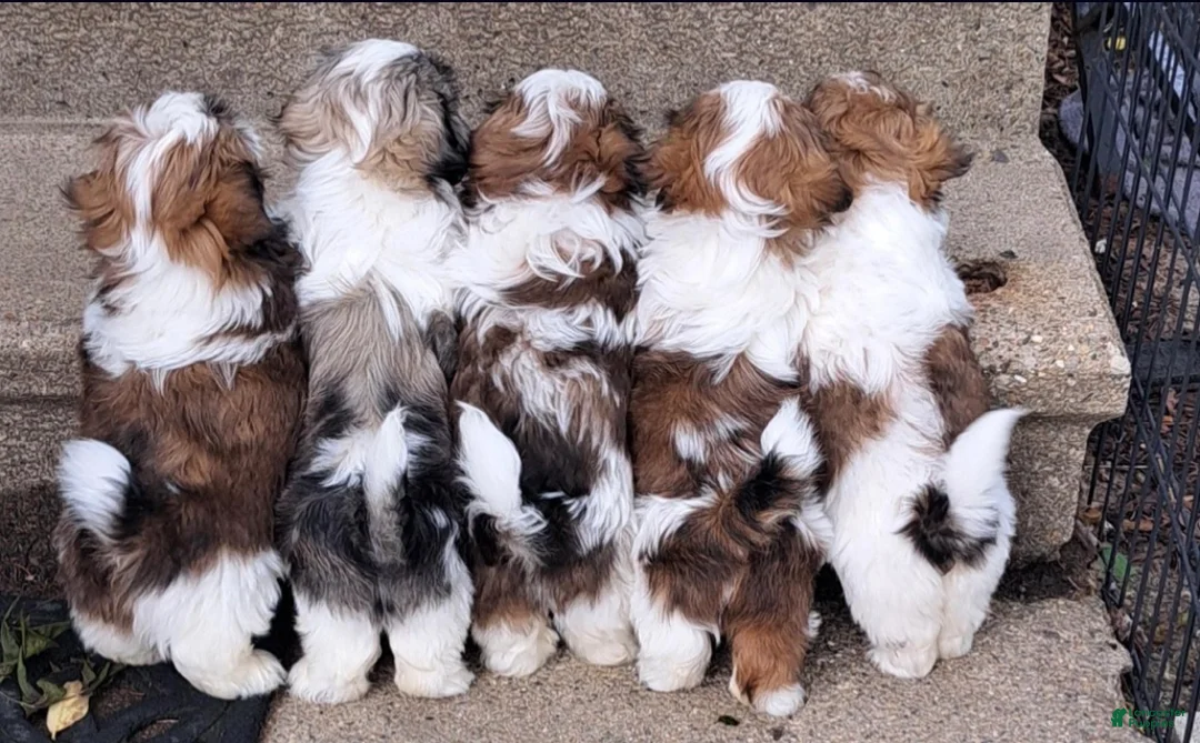 Gallery Image {{count}}