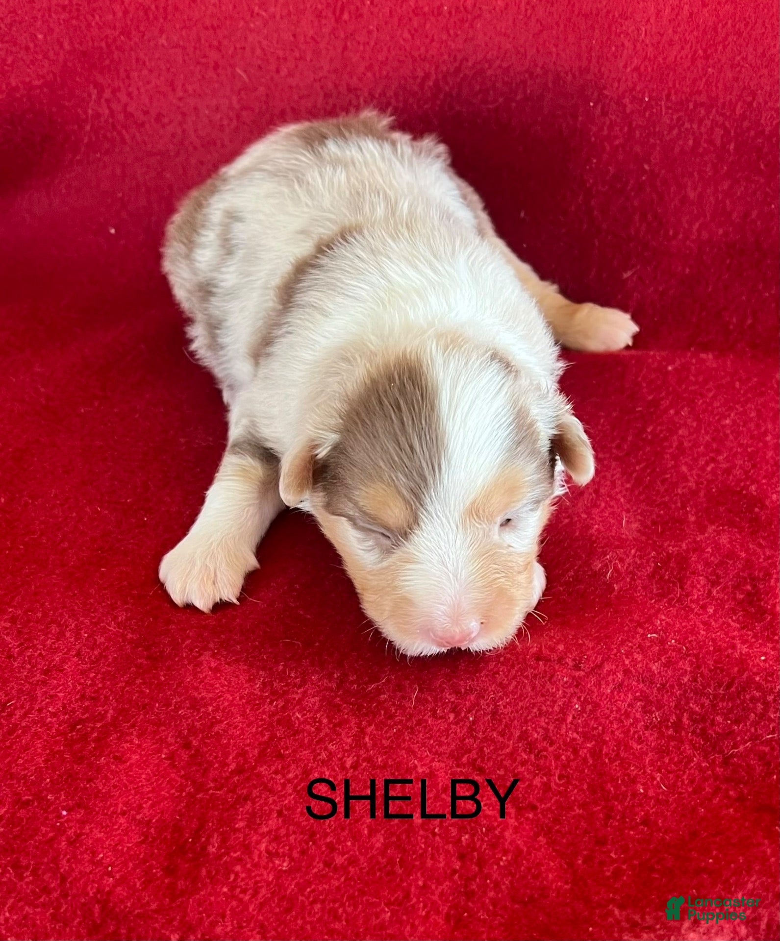 Australian Shepherd dogs Australian Shepherd 3 - Ad 1