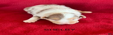 Australian Shepherd 3