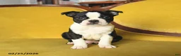 Boston Terrier dogs for sale: Sparkles - Ad 4