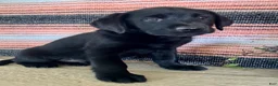 Labrador Retriever dogs for sale: Ricky  - Ad 7