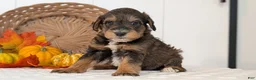 Schnoodle dogs for sale: Rocco - Ad 6