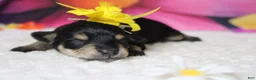 Schnoodle dogs for sale: Rose - Ad 8
