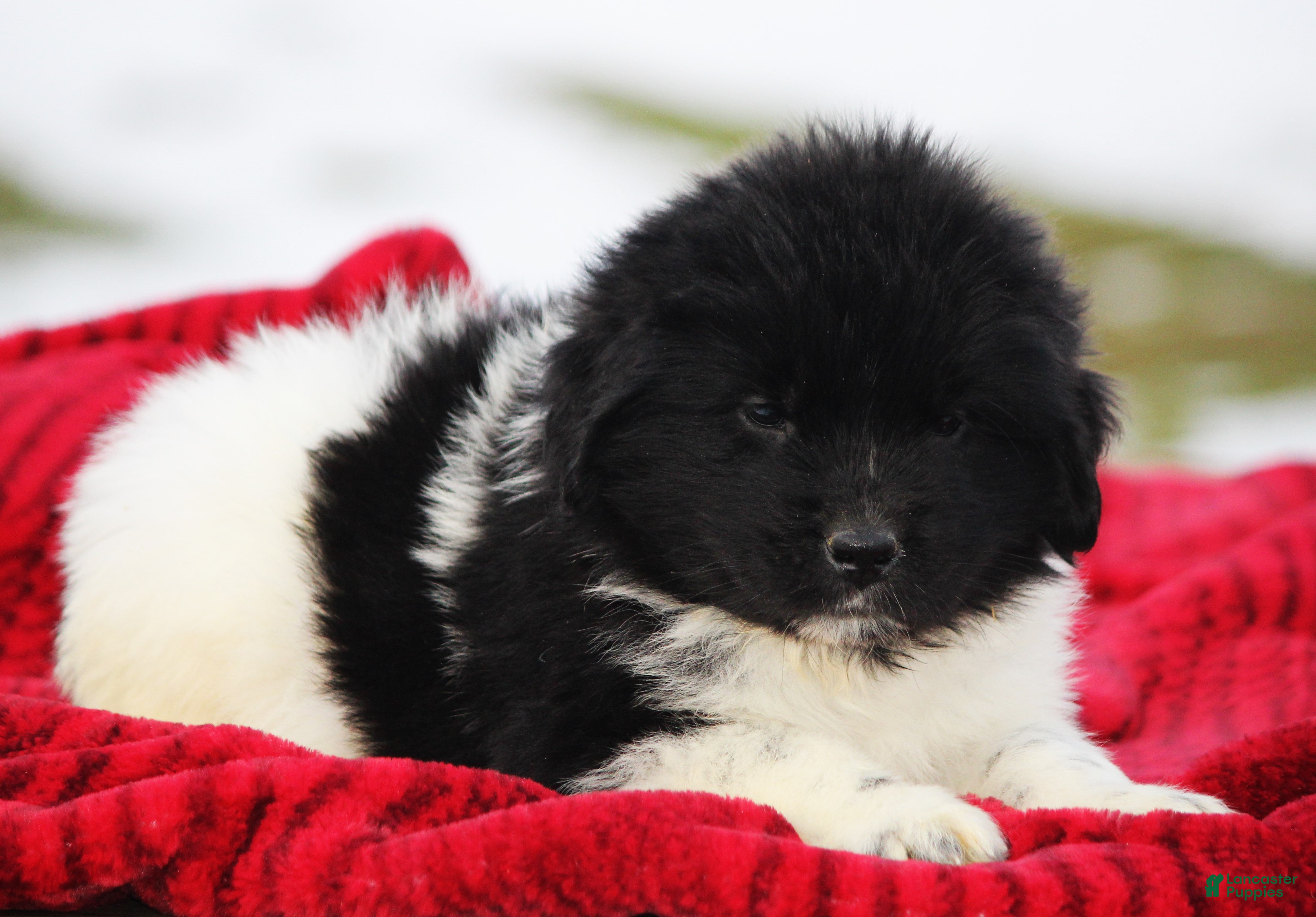 Newfoundland dogs Pippa - Ad 31