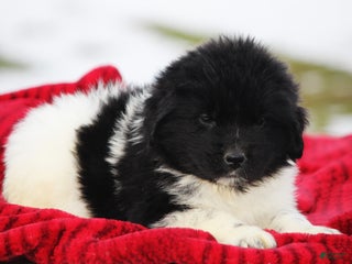 Newfoundland dogs Pippa - Ad 38