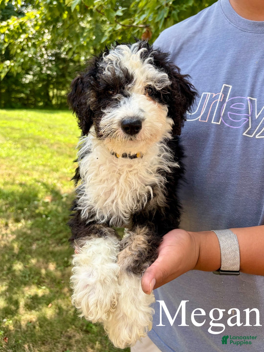 Mixed Breed dogs Megan - Ad 1