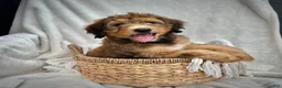 Bernedoodle dogs for sale: Sadie - Ad 3