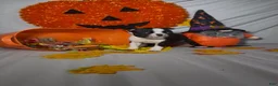 Boston Terrier dogs for sale: Carlos - Ad 5