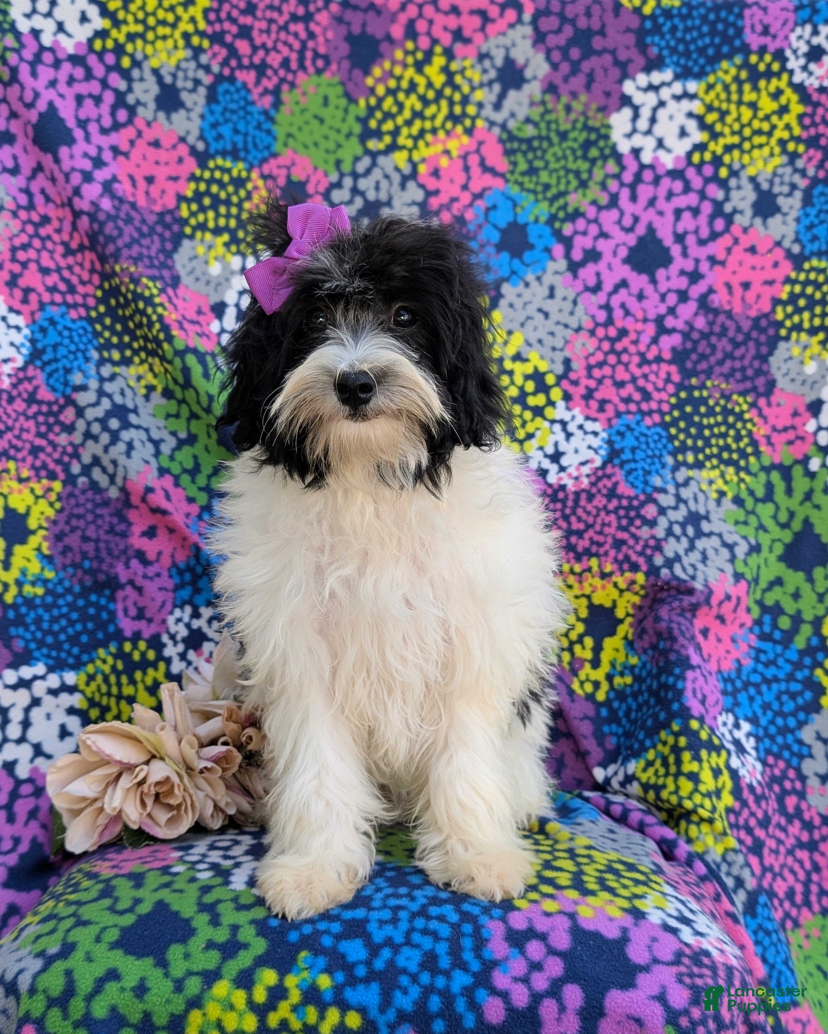 Havapoo dogs Shalene Hypoallergenic - Ad 2