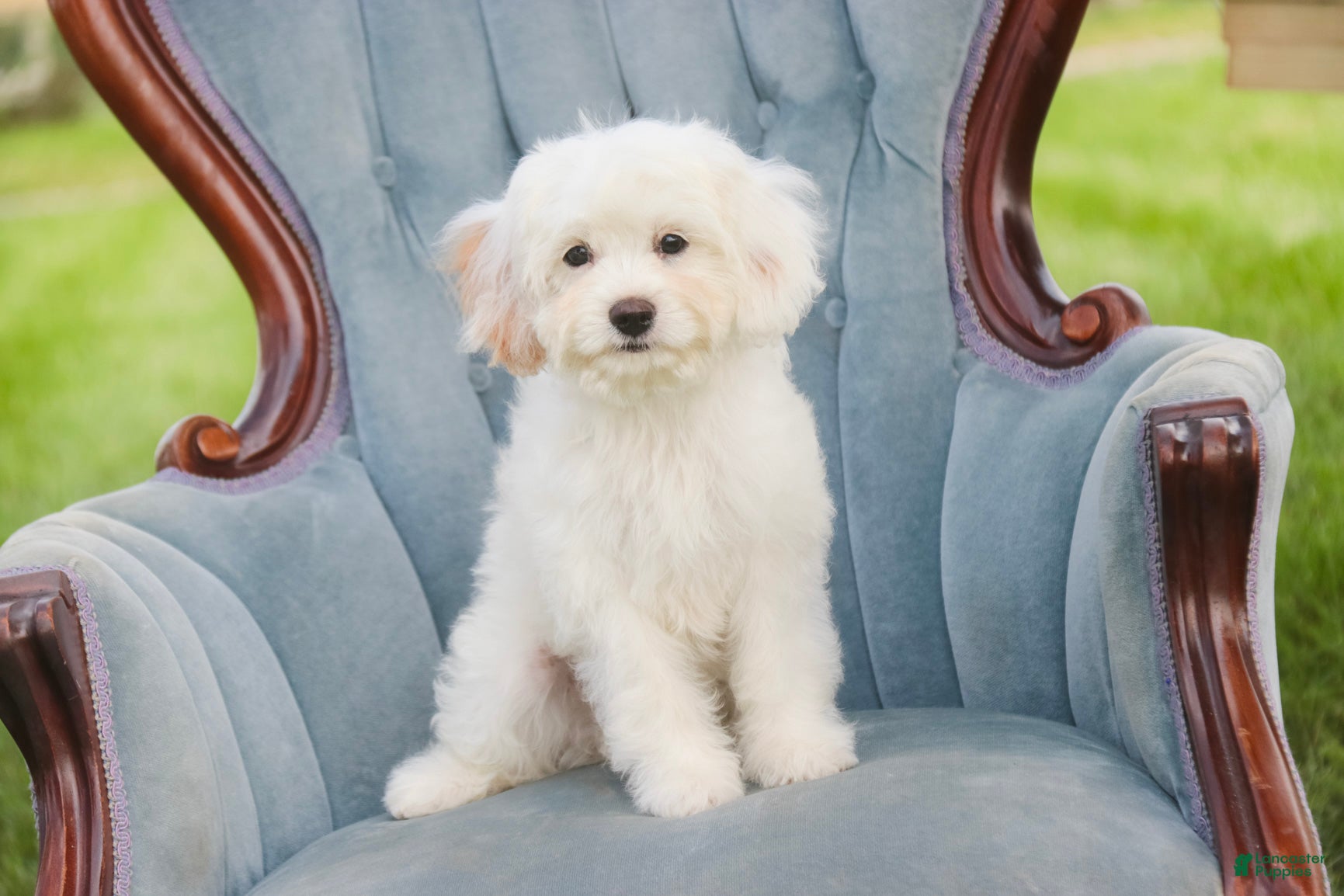 Mixed Breed dogs Smurf MUNCHKIN BERNEDOODLE - Ad 1