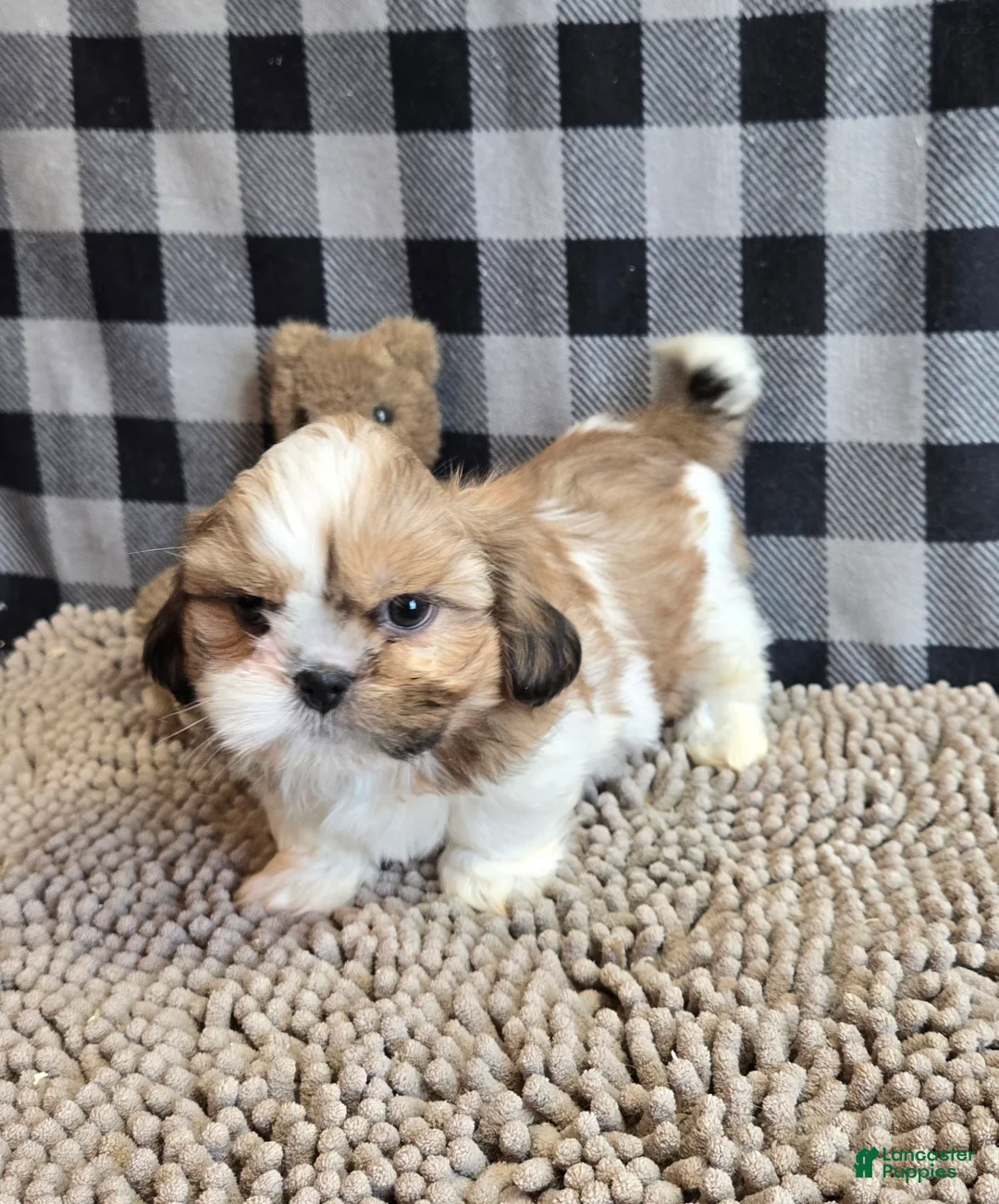 Shih Tzu dogs for sale: Simon - Ad 5