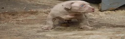 American Bully dogs for sale: Pheonix - Ad 8