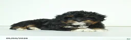 Havapoo dogs for sale: Harley - Ad 3