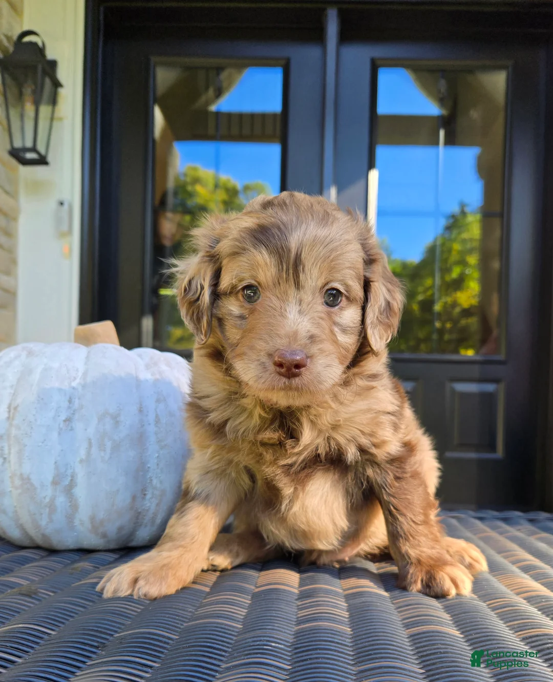Mini Goldendoodle dogs for sale: River - Ad 1