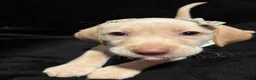 Labrador Retriever dogs for sale: Snow White  - Ad 4