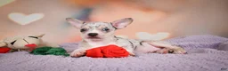 Chihuahua dogs for sale: JEREMY - Ad 5