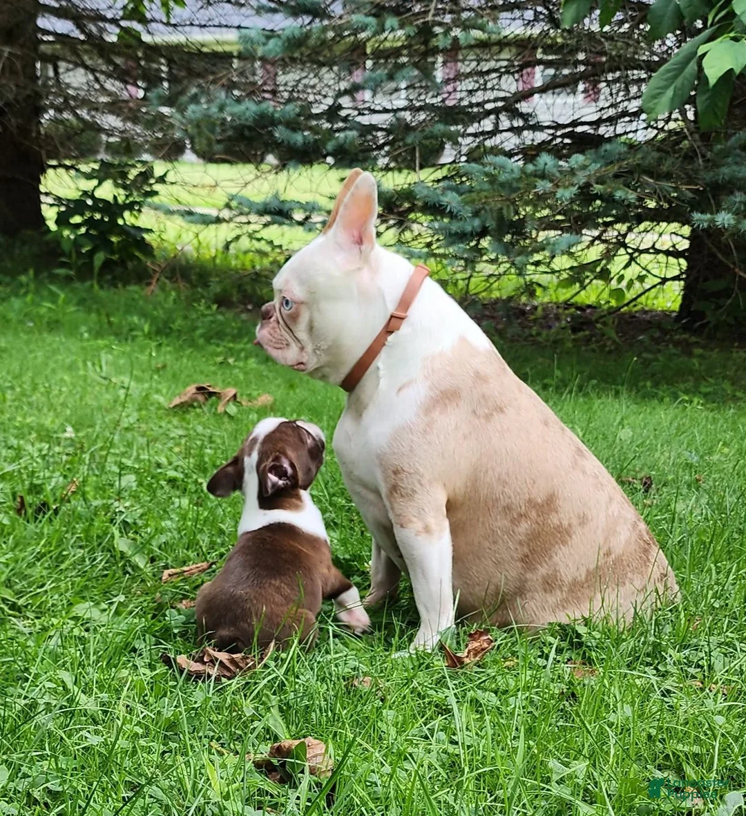 Boston Terrier dogs for sale: Orion (red brindle) - Ad 6