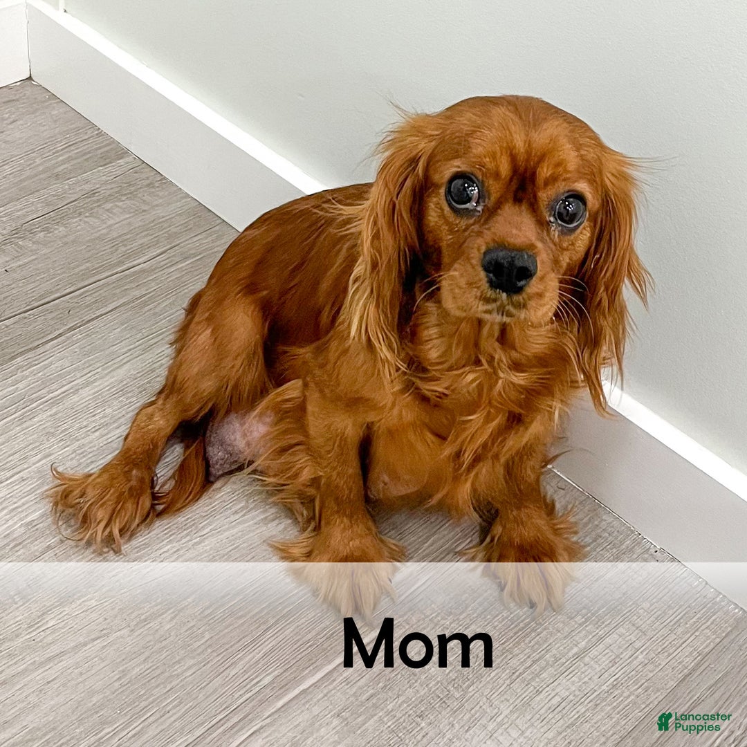 Cavapoo dogs for sale: Brody - Ad 9