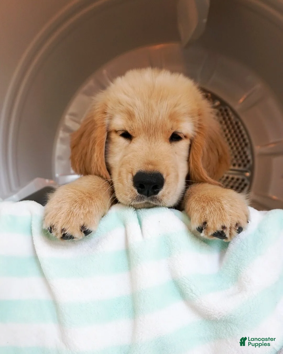 Golden Retriever dogs for sale: Golden Retriever Puppy 1 - Ad 2