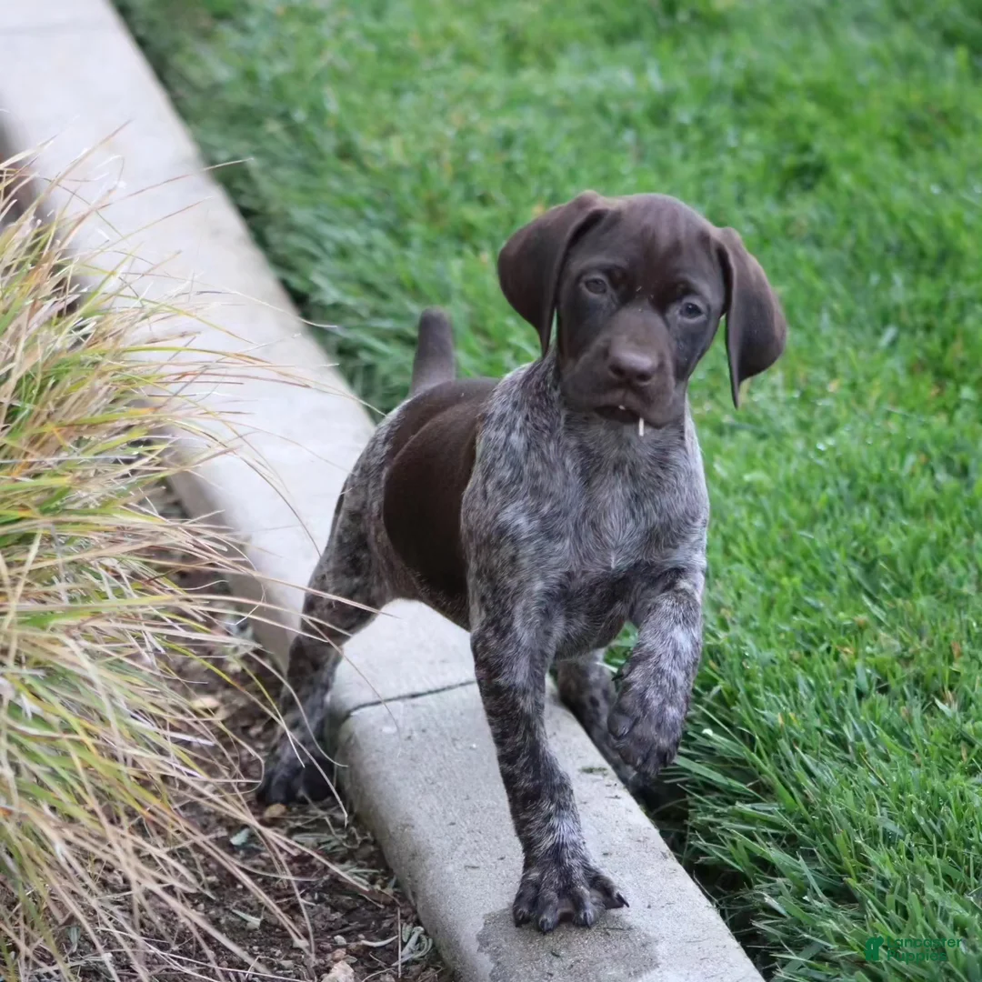 Gallery Image {{count}}