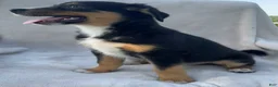 Mixed Breed dogs for sale: Chippy - Ad 3