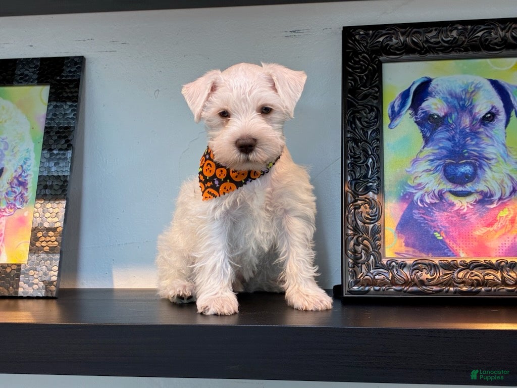 Miniature Schnauzer dogs for sale: Prinston - Ad 24