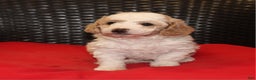 Mini Goldendoodle dogs for sale: Candy Cane - Ad 2