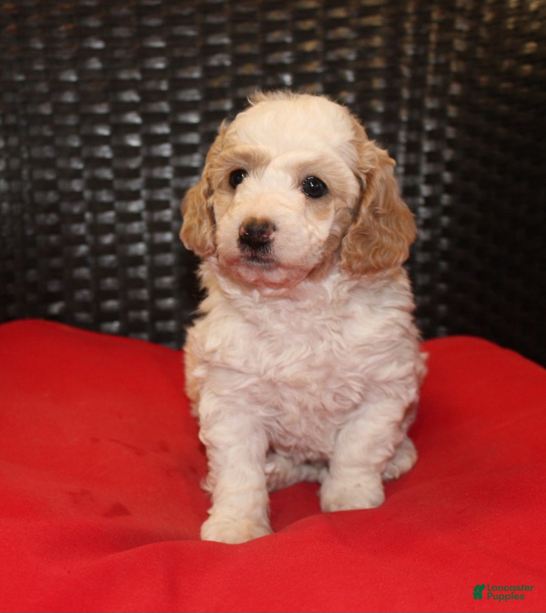 Mini Goldendoodle dogs for sale: Candy Cane - Ad 2