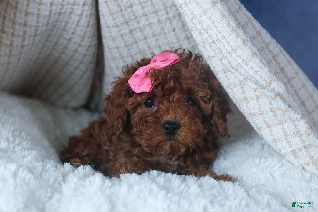 Cavapoo dogs for sale: FANNIE - Ad 7