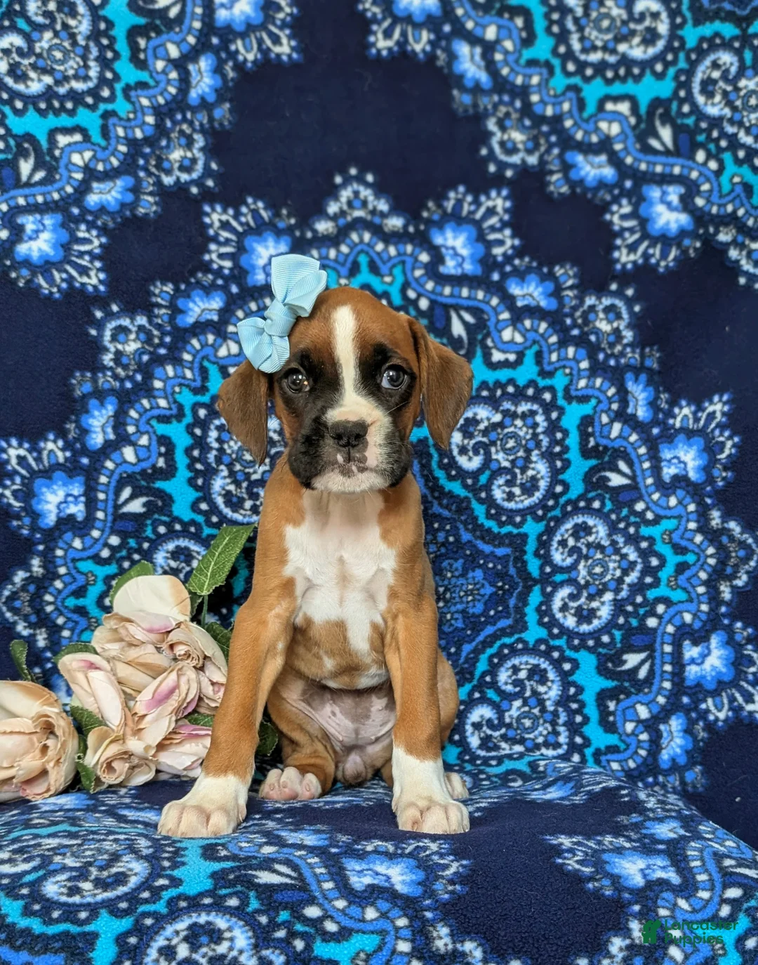 Boxer dogs for sale: Alisha - Ad 2