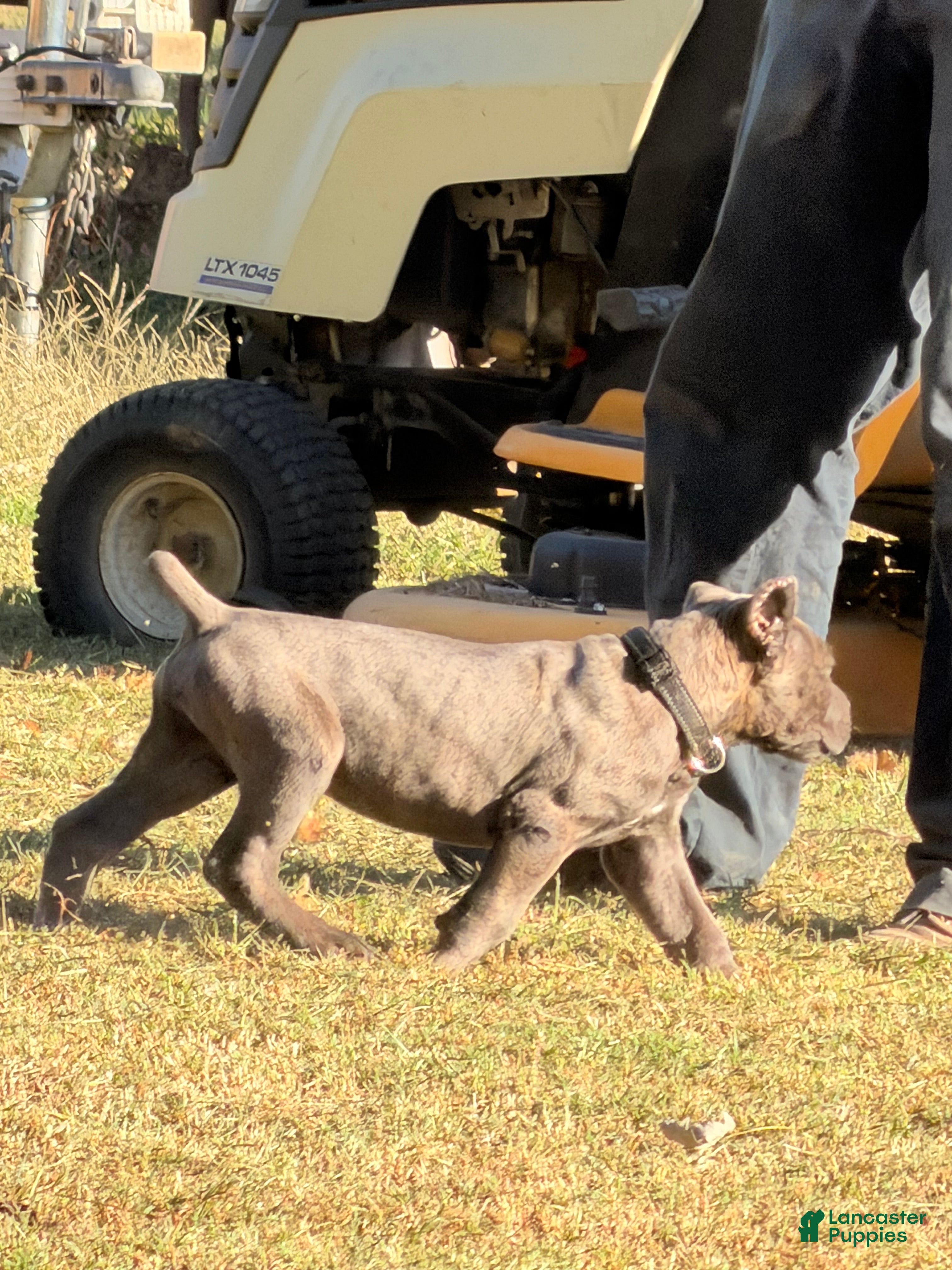 Cane Corso dogs for sale: Black - Ad 1