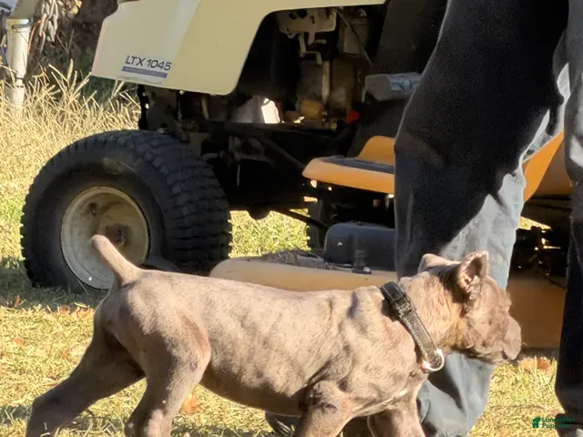 Cane Corso dogs for sale: Black - Ad 1